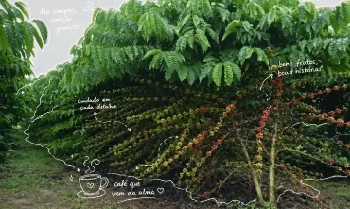 Agro - Café Robusta Amazônico de Rondônia conquista o mundo e reforça o orgulho da produção regional