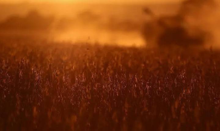 Agro -  Tarifaço dos EUA afeta 70% de exportações do agronegócio gaúcho