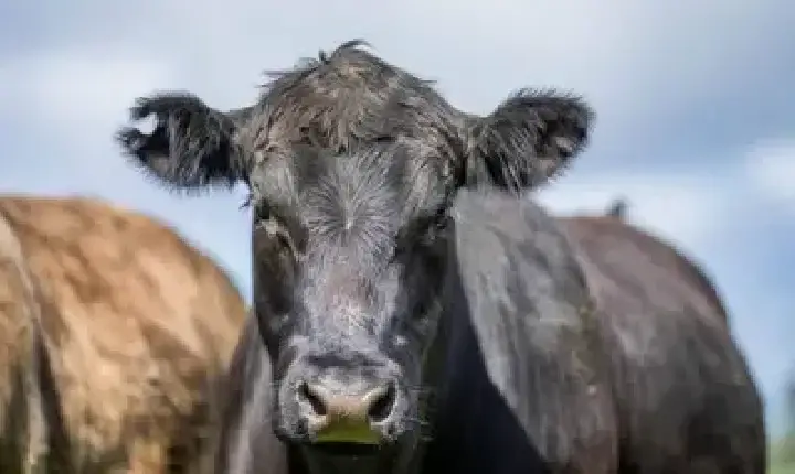 Agronegócios | Agronegócios - Boi gordo: confira cotações para terça (26)