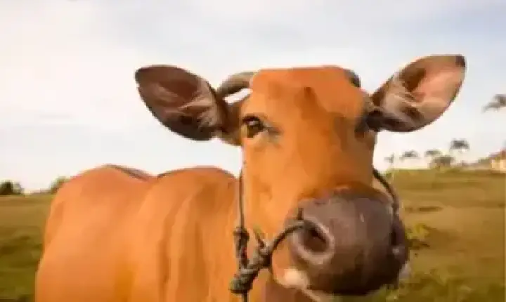 Agronegócios | Agronegócios - Boi gordo hoje: confira as cotações para esta terça-feira (28)