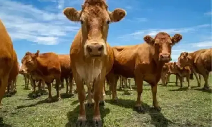 Agronegócios | Agronegócios - Boi gordo hoje: confira cotações para esta quarta-feira (13)