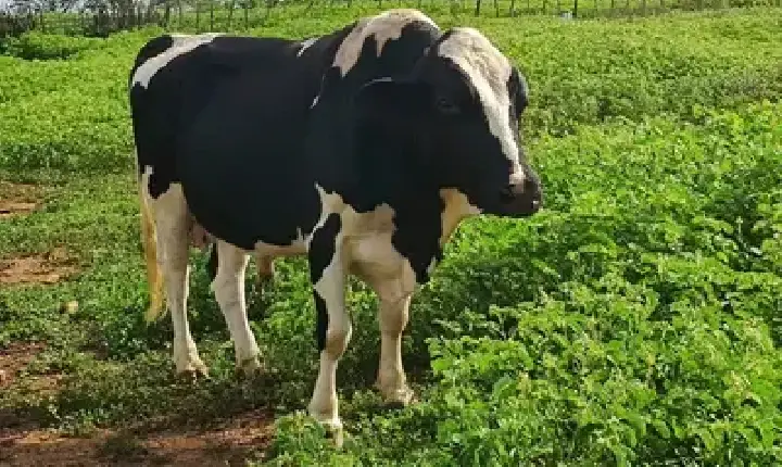 Agronegócios | Agronegócios - Boi gordo hoje: confira cotações para esta quarta-feira (17)