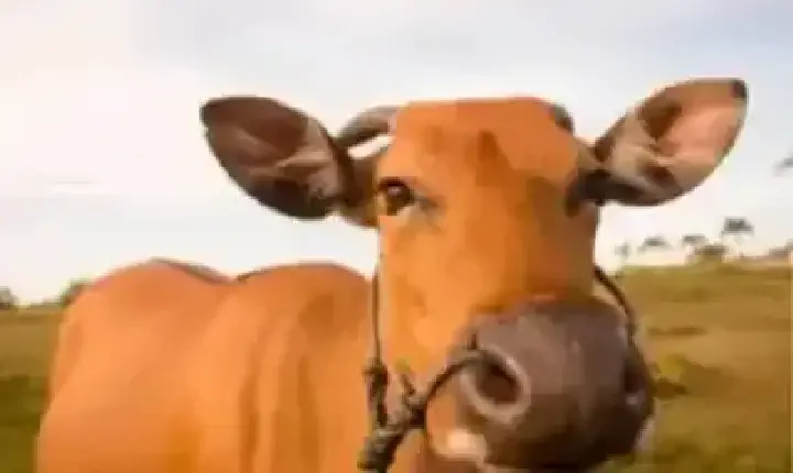 Agronegócios | Agronegócios-Boi gordo hoje: confira cotações para esta segunda-feira (11)