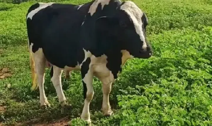 Agronegócios | Agronegócios - Boi gordo hoje: confira cotações para esta segunda-feira (22)