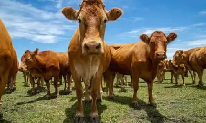 Agronegócios | Agronegócios - Boi gordo hoje: confira cotações para esta segunda-feira (29)
