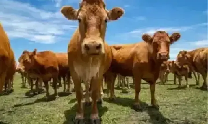 Agronegócios | Agronegócios - Boi gordo hoje: confira cotações para esta sexta (15)