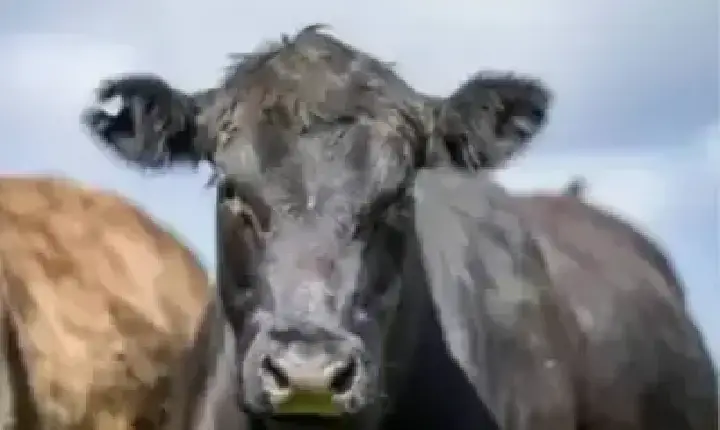 Agronegócios | Agronegócios - Boi gordo hoje: confira cotações para esta sexta-feira (19)