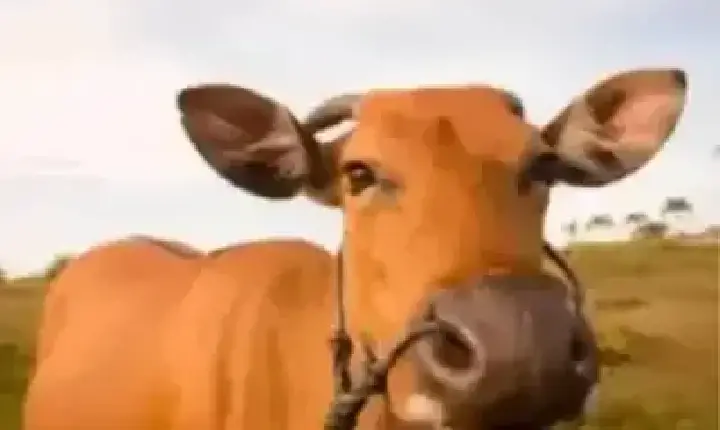 Agronegócios | Agronegócios - Boi gordo hoje: confira cotações para esta terça-feira (12)