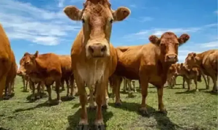 Agronegócios | Agronegócios - Boi gordo hoje: confira cotações para esta terça-feira (30)