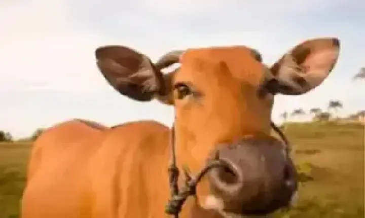 Agronegócios | Agronegócios - Boi gordo hoje: confira cotações para esta terça-feira (5)