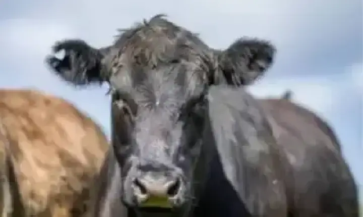 Agronegócios | Agronegócios - Boi gordo hoje: confira cotações para esta terça-feira (9)