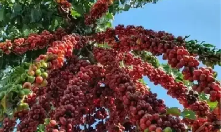 Agronegócios | Agronegócios - Café hoje: confira cotações para esta quarta-feira (17)