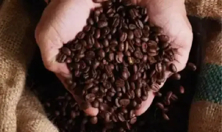Agronegócios | Agronegócios - Café hoje: confira cotações para esta segunda-feira (22)