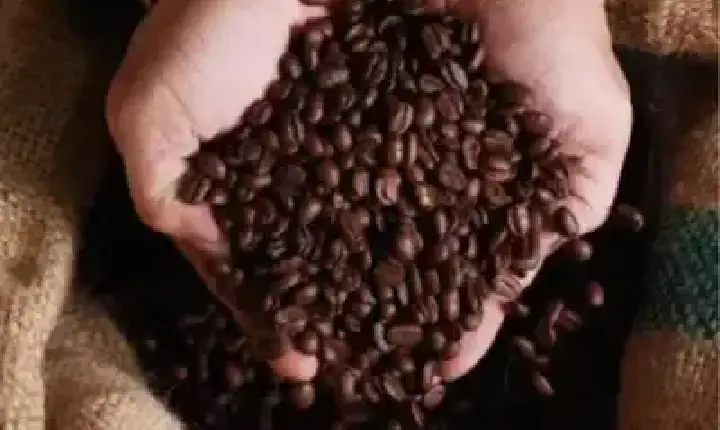 Agronegócios | Agronegócios - Café hoje: confira cotações para esta terça-feira (30)
