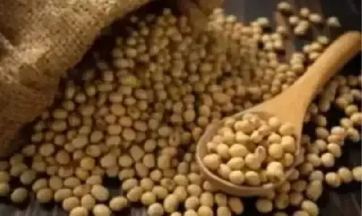 Agronegócios | Agronegócios - Saca da soja começa a quarta-feira (6) com queda no preço, no Paraná