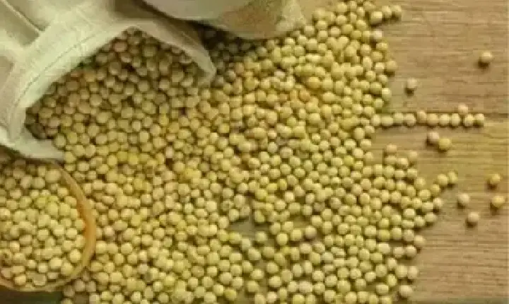 Agronegócios | Agronegócios - SOJA E TRIGO: confira os preços dos grãos nesta quarta-feira (13)