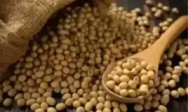Agronegócios | Agronegócios - SOJA E TRIGO: confira os preços dos grãos nesta sexta-feira (12)