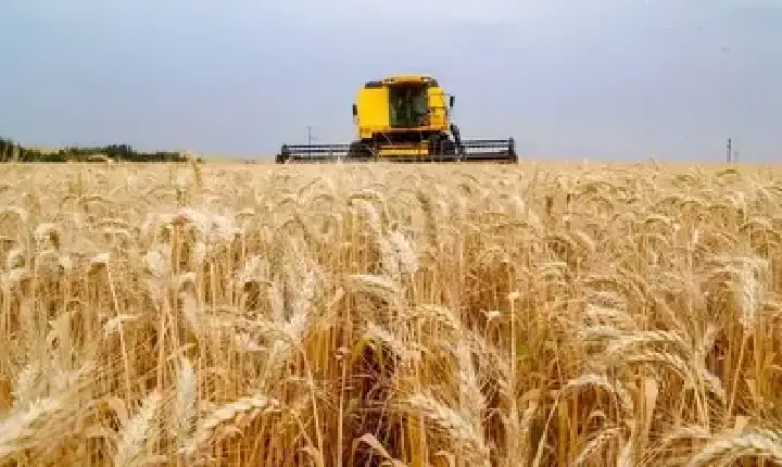 Agronegócios | Agronegócios - SOJA E TRIGO: confira os preços dos grãos nesta sexta-feira (19)