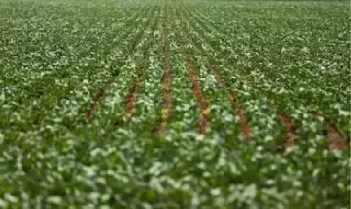 Agronegócios | Agronegócios SOJA E TRIGO: confira os preços dos grãos nesta sexta-feira (26)