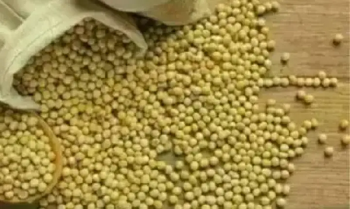 Agronegócios | Agronegócios - SOJA E TRIGO: confira os preços dos grãos nesta terça (19)