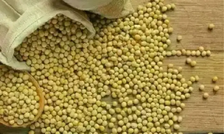 Agronegócios | Agronegócios - SOJA E TRIGO: confira os preços dos grãos nesta terça-feira (12)