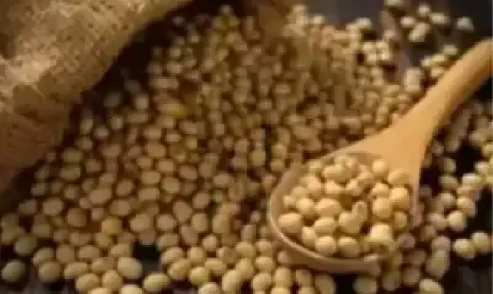 Agronegócios | Agronegócios SOJA E TRIGO: confira os preços dos grãos nesta terça-feira (16)