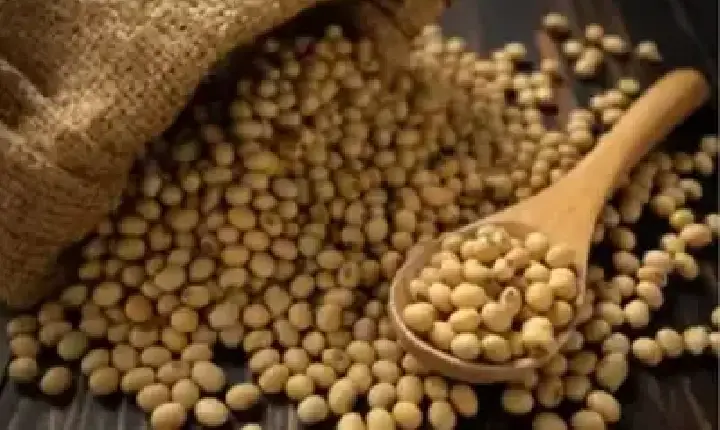 Agronegócios | Agronegócios - SOJA E TRIGO: confira os preços dos grãos nesta terça-feira (28)