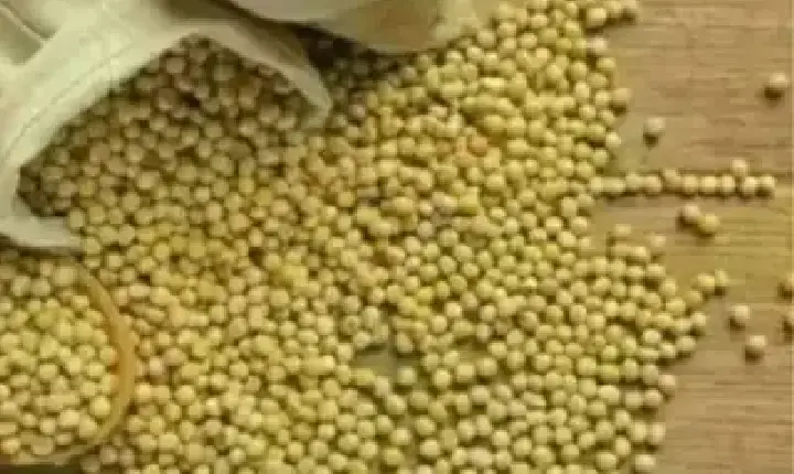 Agronegócios | Agronegócios - SOJA E TRIGO: confira os preços dos grãos nesta terça-feira (9)