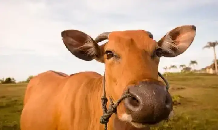 Agronegócios | Boi Gordo - Boi gordo hoje: confira as cotações para esta sexta-feira (10)
