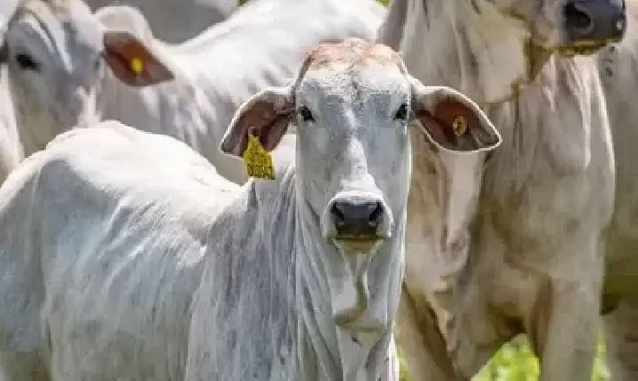 Agronegócios | Boi Gordo Boi gordo hoje: confira cotações para esta quinta-feira (3)