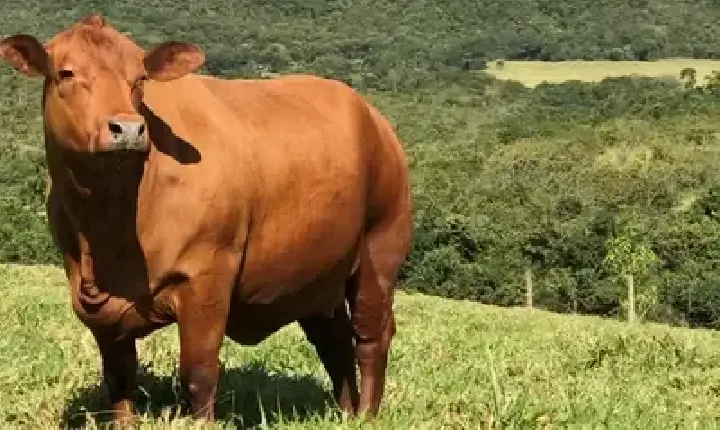 Agronegócios | Boi Gordo - Boi gordo hoje: confira cotações para esta terça-feira (4)