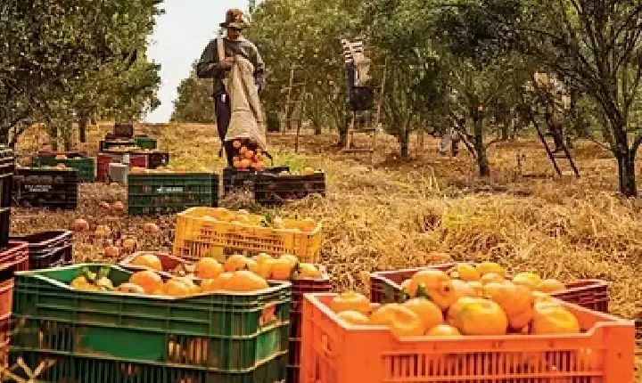 Agronegócios | Emprego - Agro  cria 30,5 mil empregos formais em junho, impulsionado pelos cultivos de laranja e café