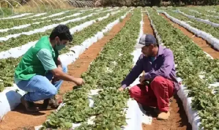 Agronegócios | Mudanças climáticas - Cepea: El Niño vai comprometer produção de frutas e hortaliças