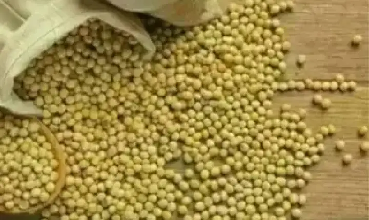 Agronegócios | Soja - Soja e trigo: confira as cotações de preço para esta quarta-feira (27)