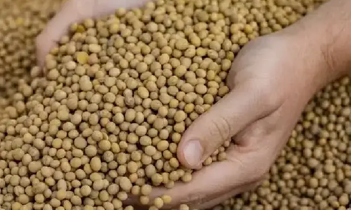 Agronegócios  |  Soja - SOJA E TRIGO: confira cotações para esta terça-feira (11)