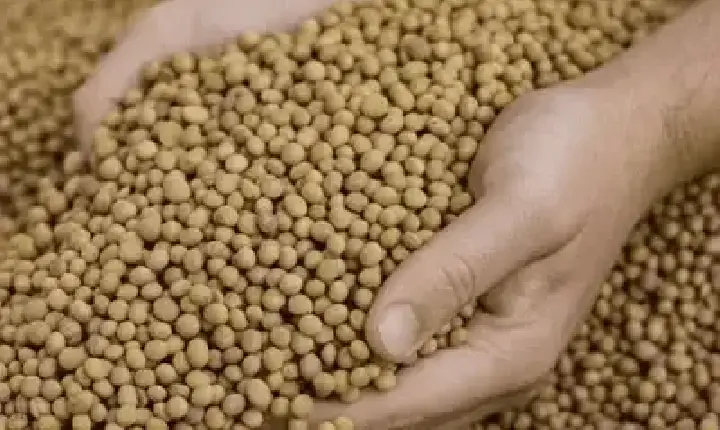 Agronegócios | Soja  - SOJA E TRIGO: confira os preços dos grãos nesta terça-feira (4)