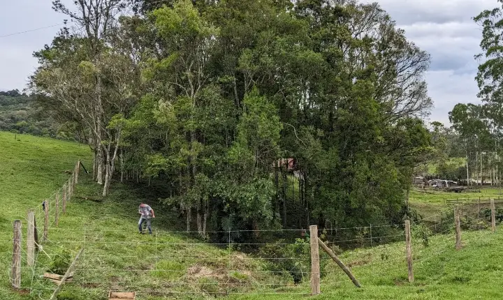 Análises - Conservador das Araucárias: implementar o Código Florestal através da restauração de ecossistemas