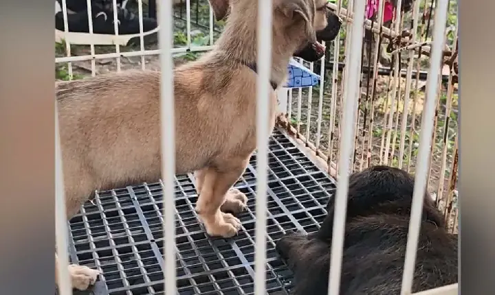 BEM-ESTAR ANIMAL Feira de adoção responsável garante novo lar par 18 animais em Pimenta Bueno