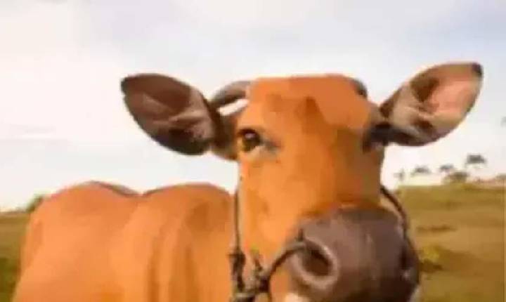 Boi gordo cai 0,11% e arroba vai a R$ 353,15 em SP