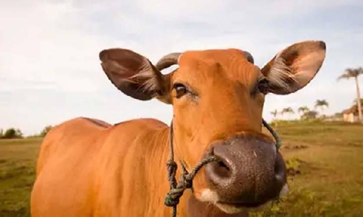 Boi gordo hoje: veja cotações desta terça (7)