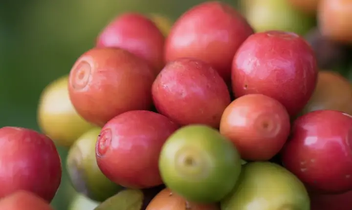 CAFÉ/CEPEA: Preços altos favorecem poder de compra do produtor frente a fertilizantes