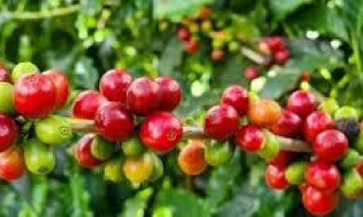 Café: Mercado intensifica perdas e arábica opera com mais de 2% de baixa em NY nesta tarde de 2ª