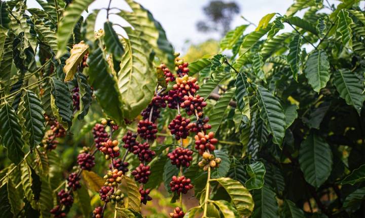 Café transforma vidas de produtores reassentados