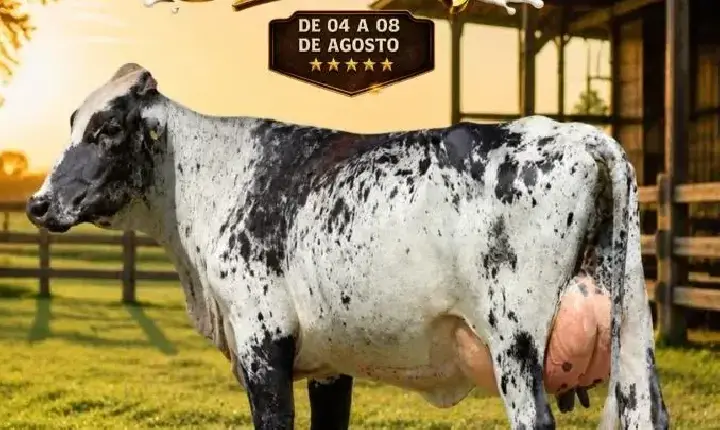 cidade - Concurso leiteiro da 37ª Expoagro terá R$ 25 mil em premiação em Rolim de Moura
