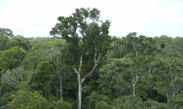 Desmate na amazônia em maio fica perto de mínima histórica