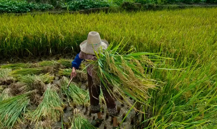 Direitos Humanos Garantia de direitos trabalhistas no campo ainda enfrenta desafios