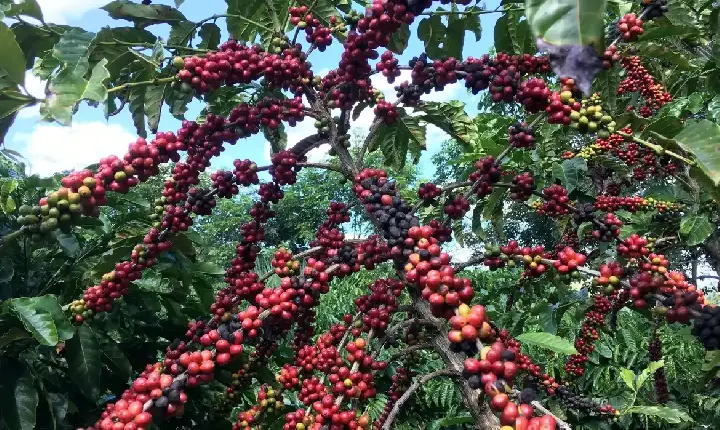 Economia - Exigências regulatórias da UE podem embarreirar pequenos cafeicultores