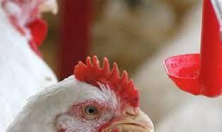 FRANGO/CEPEA: Preço da carne segue em forte alta e caminha para patamar pré-gripe