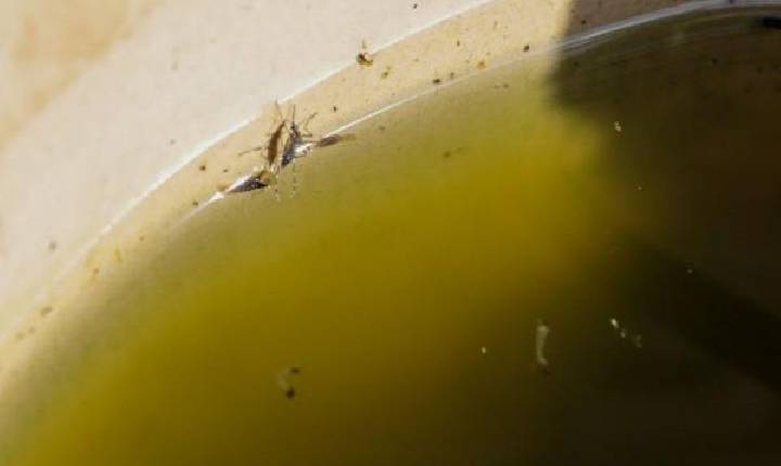 Geral - Porto Velho vai usar tecnologia de mosquitos que ajudam a combater a dengue