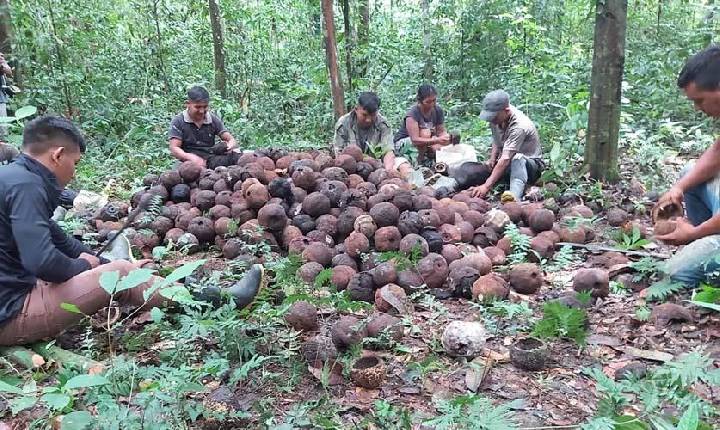 Indígenas vendem 2 toneladas de castanha-do-brasil pelo PAA